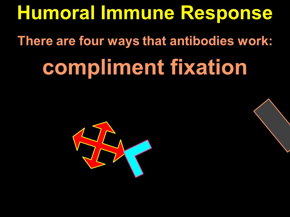 Humoral Immune Response There are four ways that antibodies work: compliment fixation