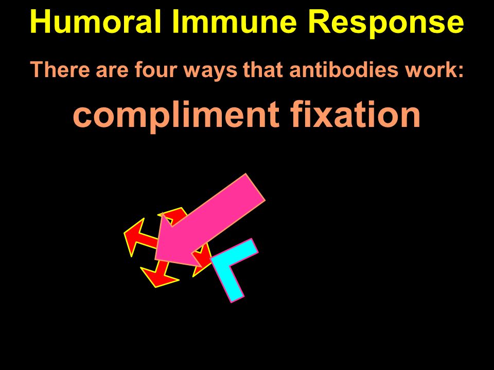 Humoral Immune Response There are four ways that antibodies work: compliment fixation