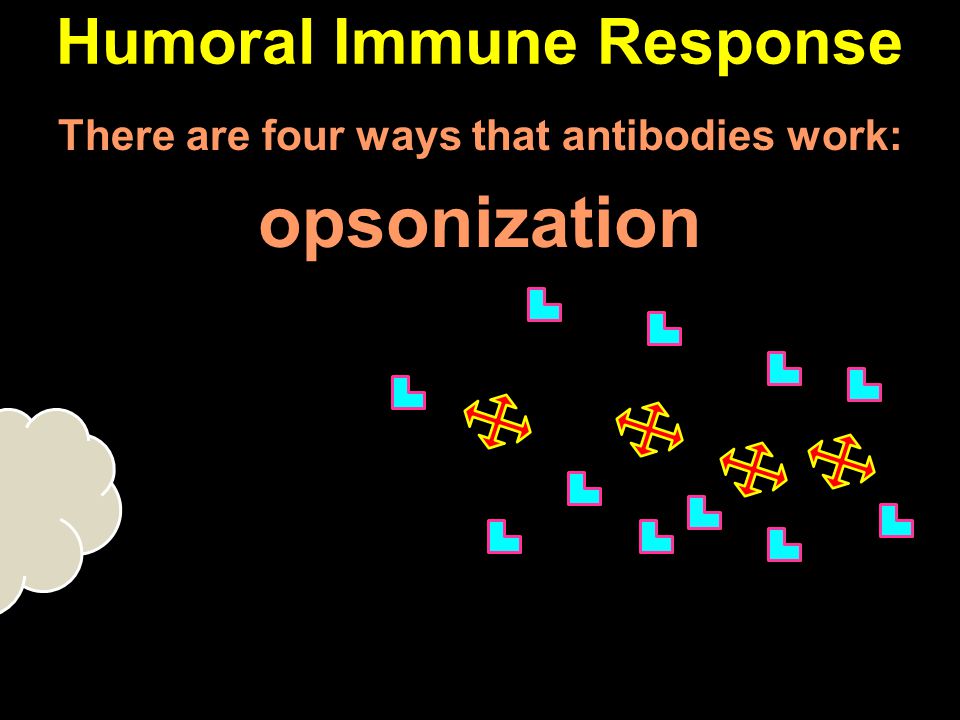 There are four ways that antibodies work: opsonization Humoral Immune Response
