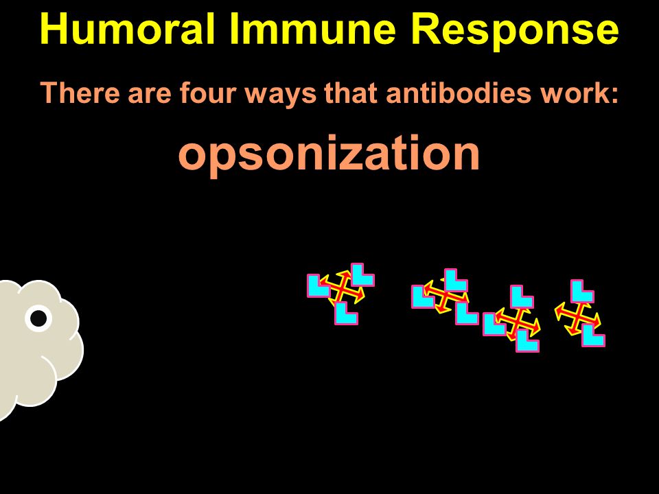 There are four ways that antibodies work: opsonization