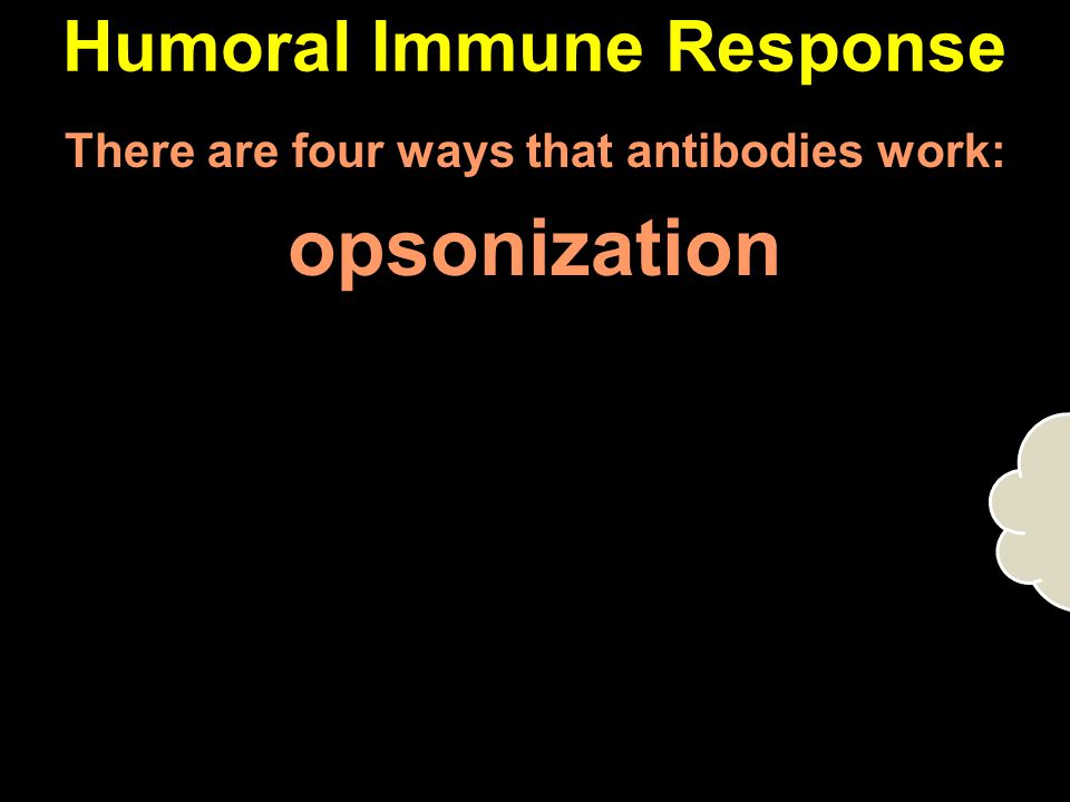 Humoral Immune Response There are four ways that antibodies work: opsonization