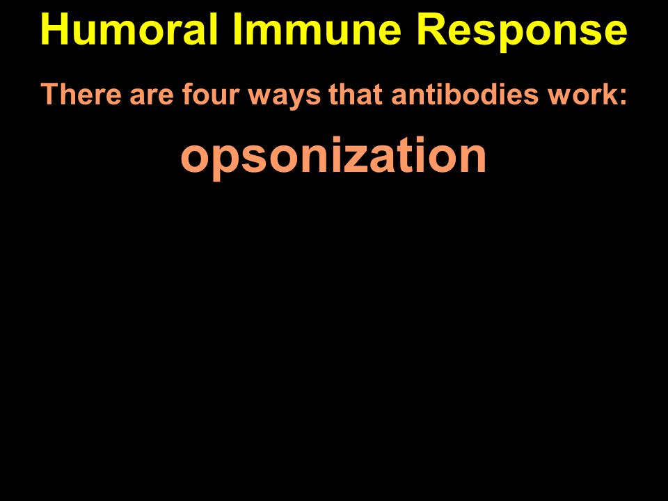Humoral Immune Response There are four ways that antibodies work: opsonization