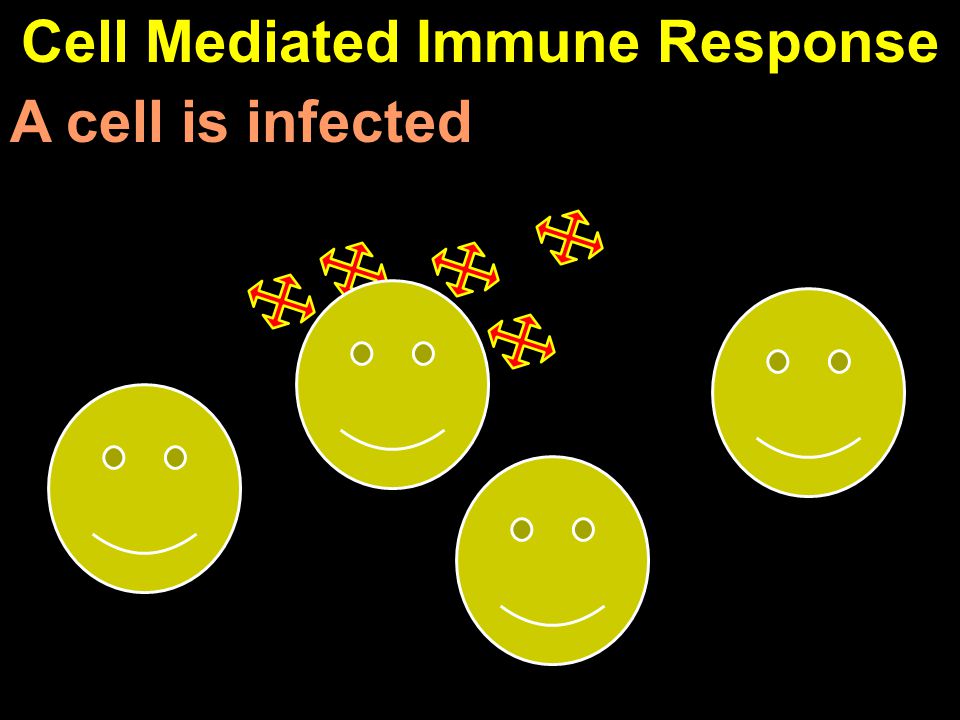Cell Mediated Immune Response A cell is infected