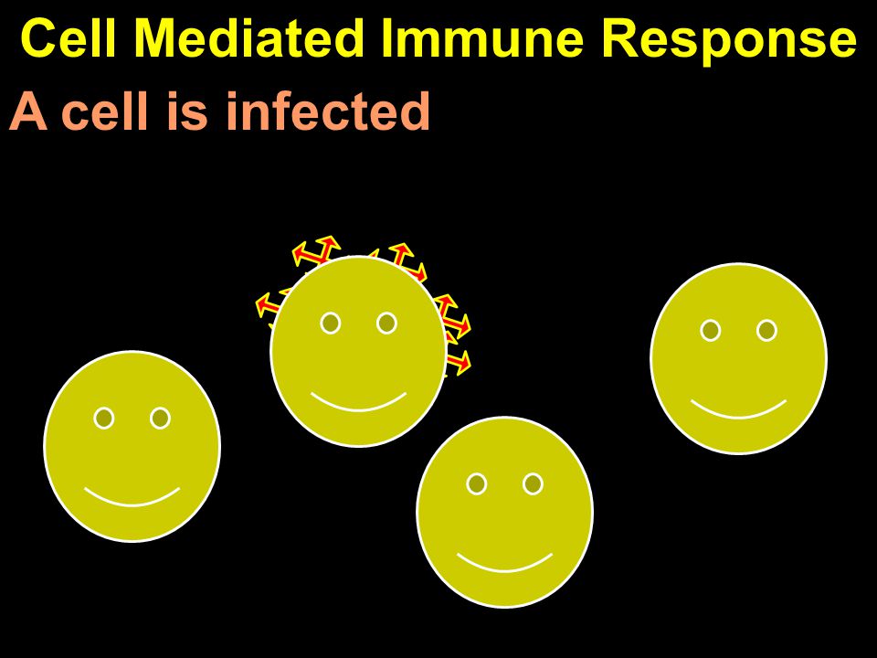 Cell Mediated Immune Response A cell is infected