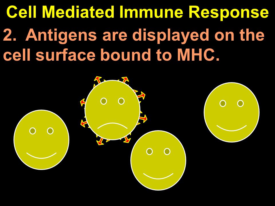 Cell Mediated Immune Response 2. Antigens are displayed on the cell surface bound to MHC.