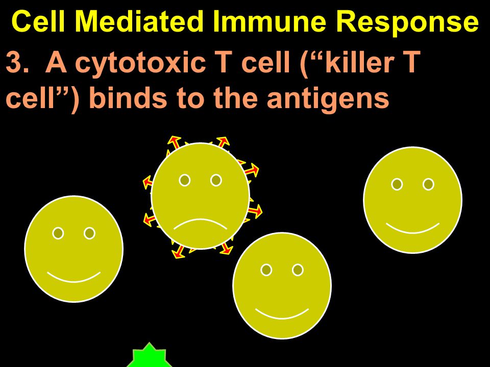 Cell Mediated Immune Response 3. A cytotoxic T cell ( killer T cell ) binds to the antigens
