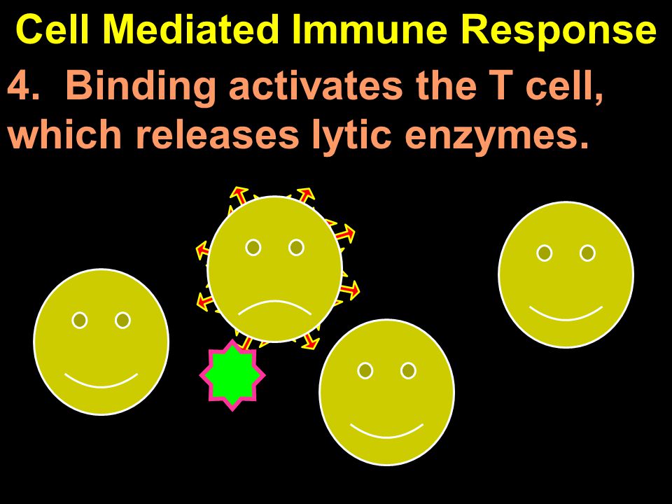 Cell Mediated Immune Response 4. Binding activates the T cell, which releases lytic enzymes.