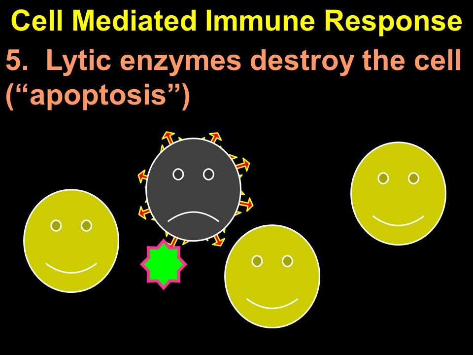 Cell Mediated Immune Response 5. Lytic enzymes destroy the cell ( apoptosis )
