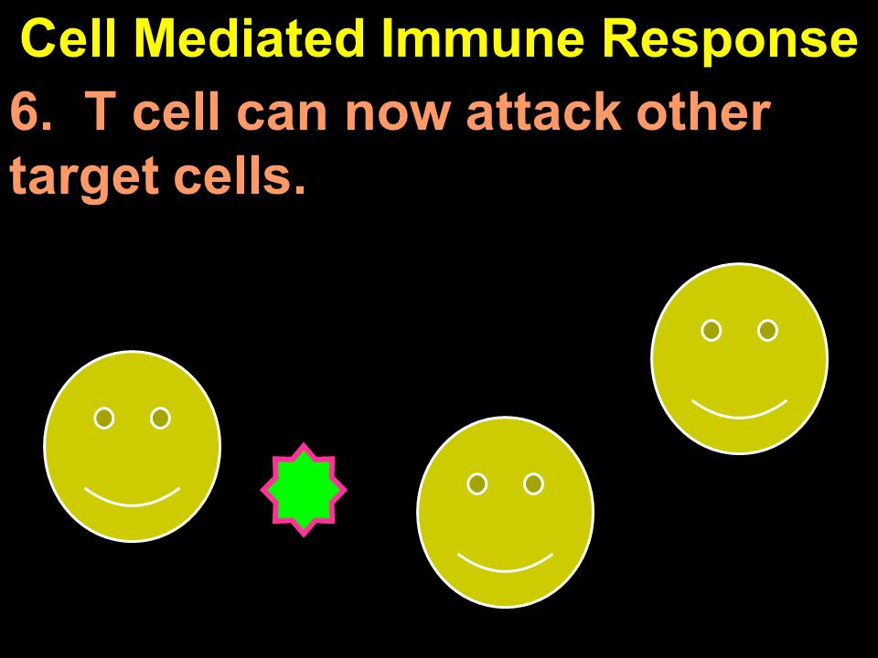 Cell Mediated Immune Response 6. T cell can now attack other target cells.