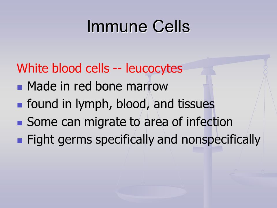 Immune Cells White blood cells -- leucocytes Made in red bone marrow found in lymph, blood, and tissues Some can migrate to area of infection Fight germs specifically and nonspecifically