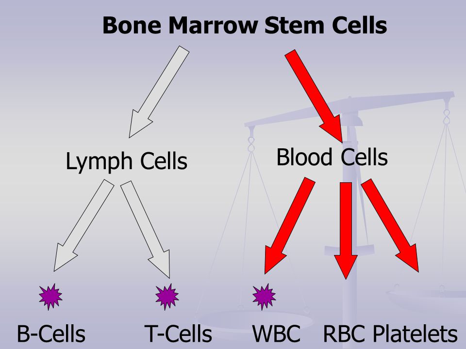 Bone Marrow Stem Cells Lymph Cells B-Cells T-Cells Blood Cells WBC RBC Platelets