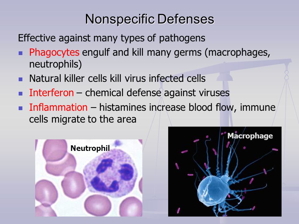 Nonspecific Defenses Effective against many types of pathogens Phagocytes engulf and kill many germs (macrophages, neutrophils) Natural killer cells kill virus infected cells Interferon – chemical defense against viruses Inflammation – histamines increase blood flow, immune cells migrate to the area Neutrophil Macrophage