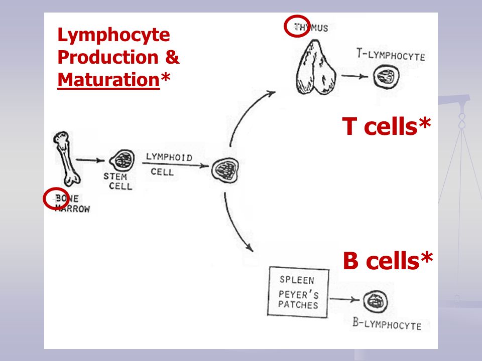 T cells* B cells* + + Lymphocyte Production & Maturation*