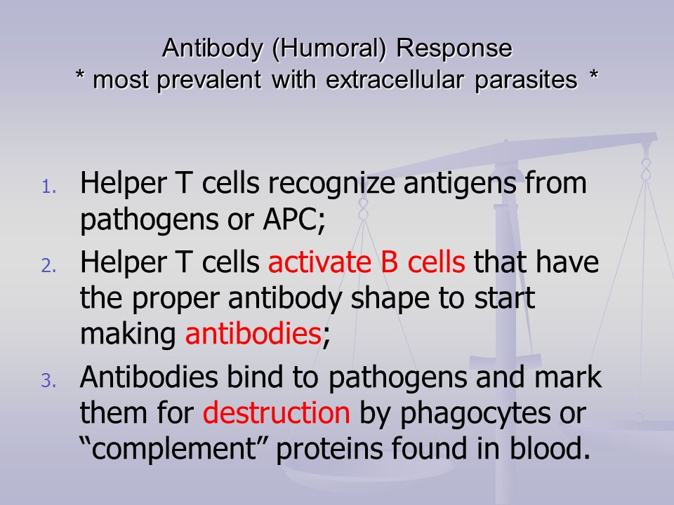 Antibody (Humoral) Response * most prevalent with extracellular parasites * 1.