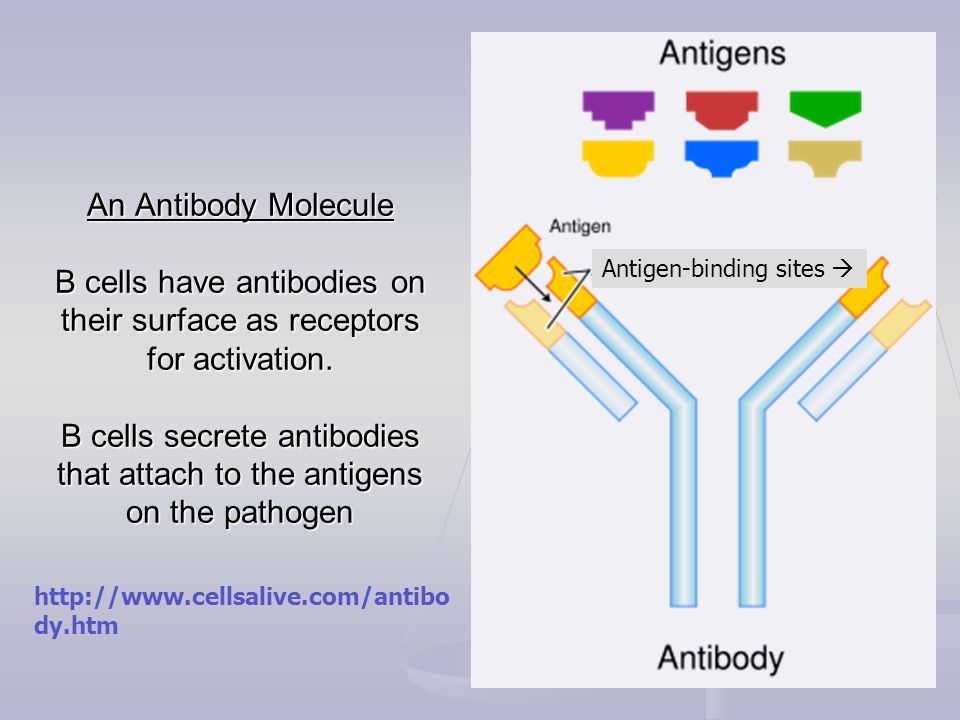 An Antibody Molecule B cells have antibodies on their surface as receptors for activation.