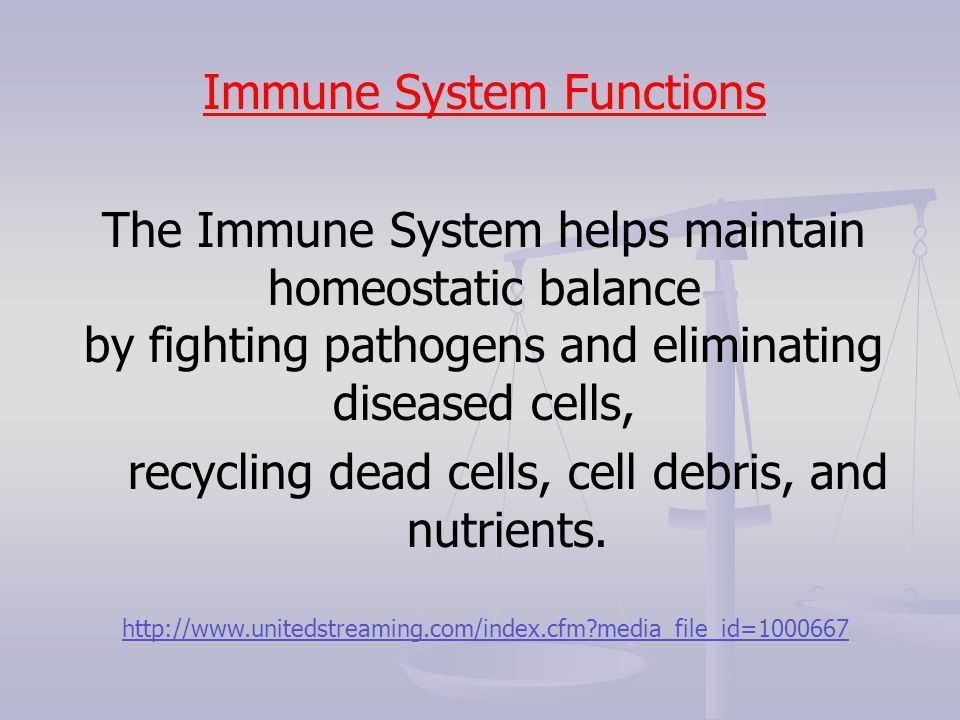 Immune System Functions The Immune System helps maintain homeostatic balance by fighting pathogens and eliminating diseased cells, recycling dead cells, cell debris, and nutrients.