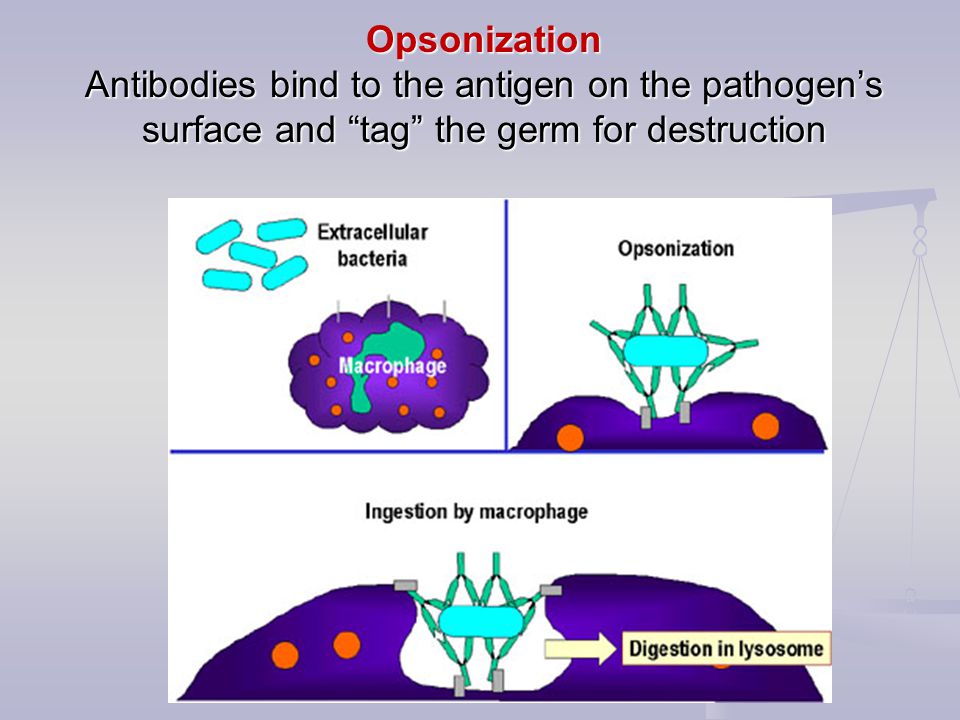 Opsonization Antibodies bind to the antigen on the pathogen’s surface and tag the germ for destruction