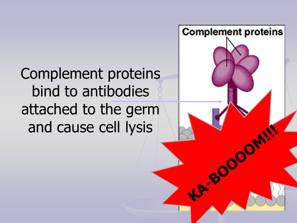Complement proteins bind to antibodies attached to the germ and cause cell lysis KA-BOOOOM!!!