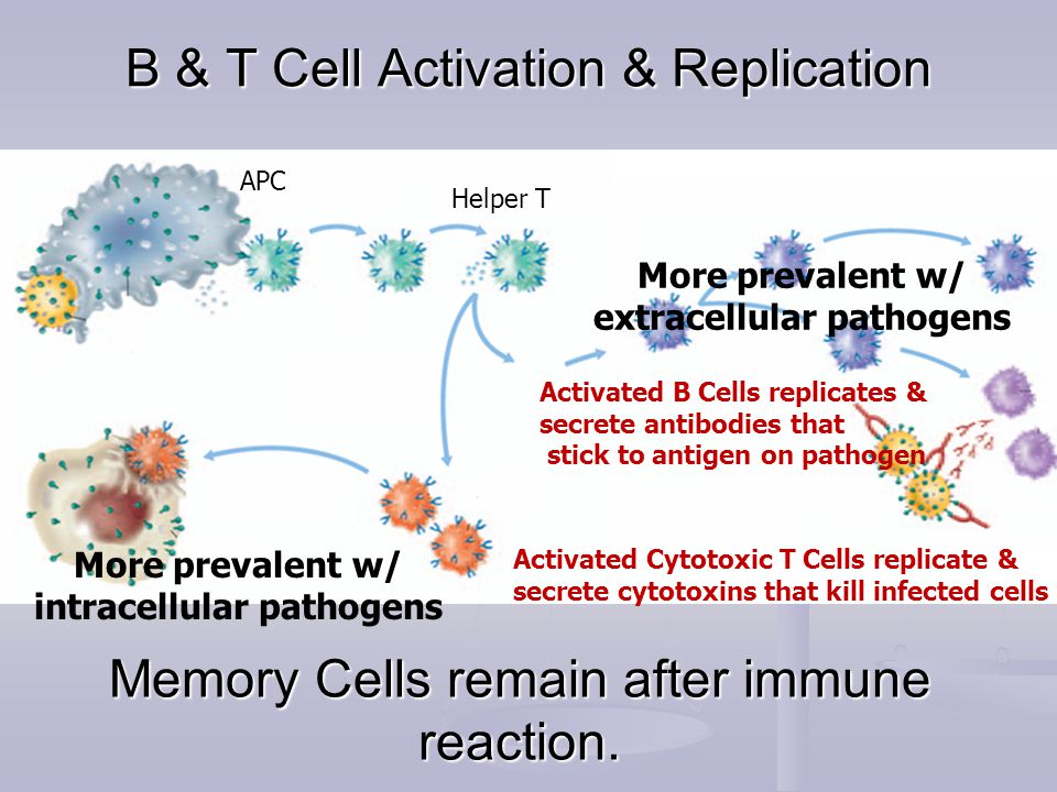 B & T Cell Activation & Replication Helper T Activated B Cells replicates & secrete antibodies that stick to antigen on pathogen Activated Cytotoxic T Cells replicate & secrete cytotoxins that kill infected cells APC Memory Cells remain after immune reaction.