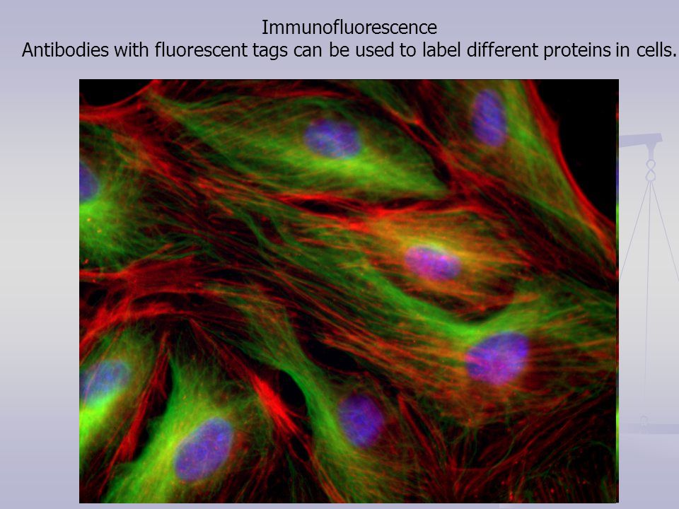Immunofluorescence Antibodies with fluorescent tags can be used to label different proteins in cells.