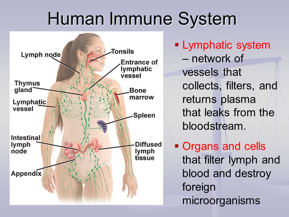 Human Immune System  Lymphatic system – network of vessels that collects, filters, and returns plasma that leaks from the bloodstream.