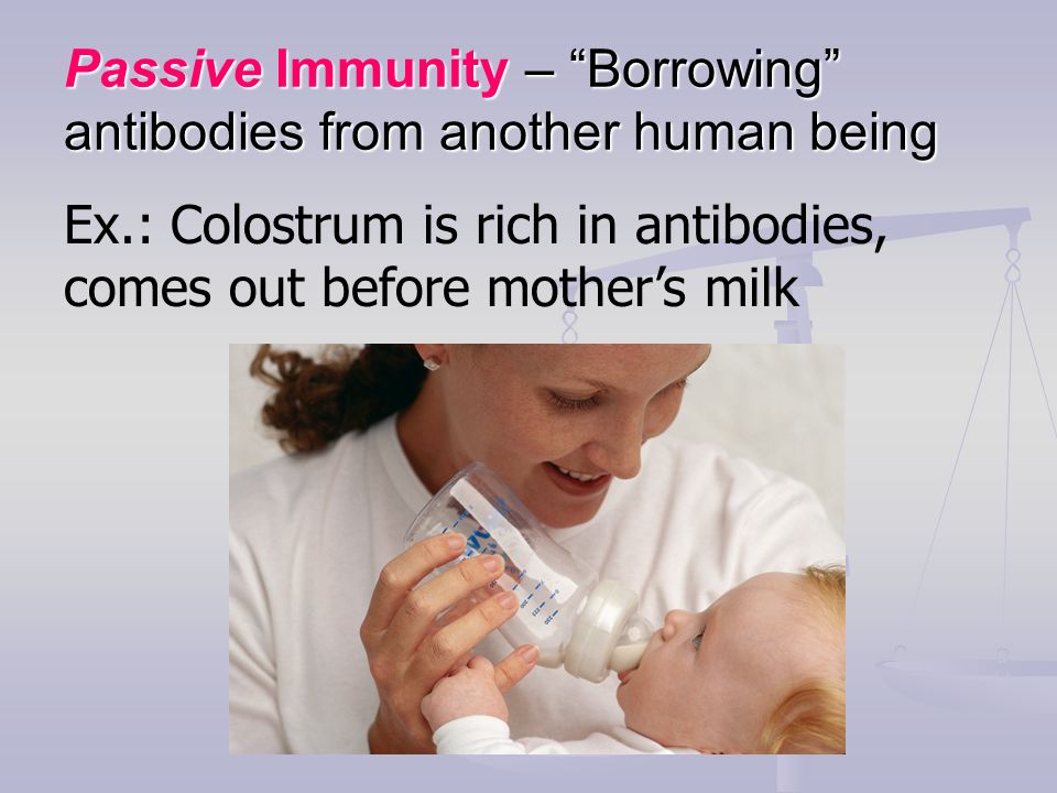 Passive Immunity – Borrowing antibodies from another human being Ex.: Colostrum is rich in antibodies, comes out before mother’s milk