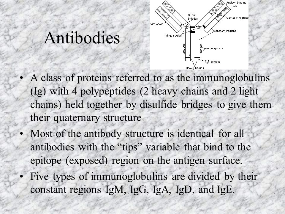 Antibodies A class of proteins referred to as the immunoglobulins (Ig) with 4 polypeptides (2 heavy chains and 2 light chains) held together by disulfide bridges to give them their quaternary structure Most of the antibody structure is identical for all antibodies with the tips variable that bind to the epitope (exposed) region on the antigen surface.