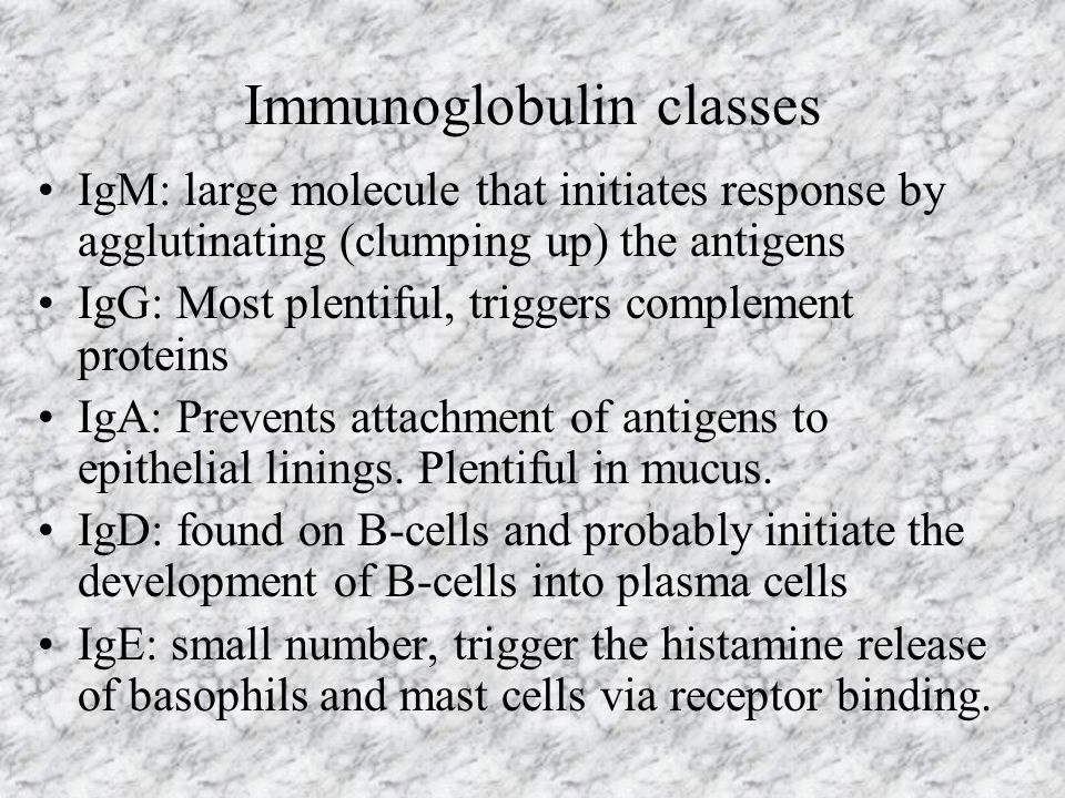 Immunoglobulin classes IgM: large molecule that initiates response by agglutinating (clumping up) the antigens IgG: Most plentiful, triggers complement proteins IgA: Prevents attachment of antigens to epithelial linings.