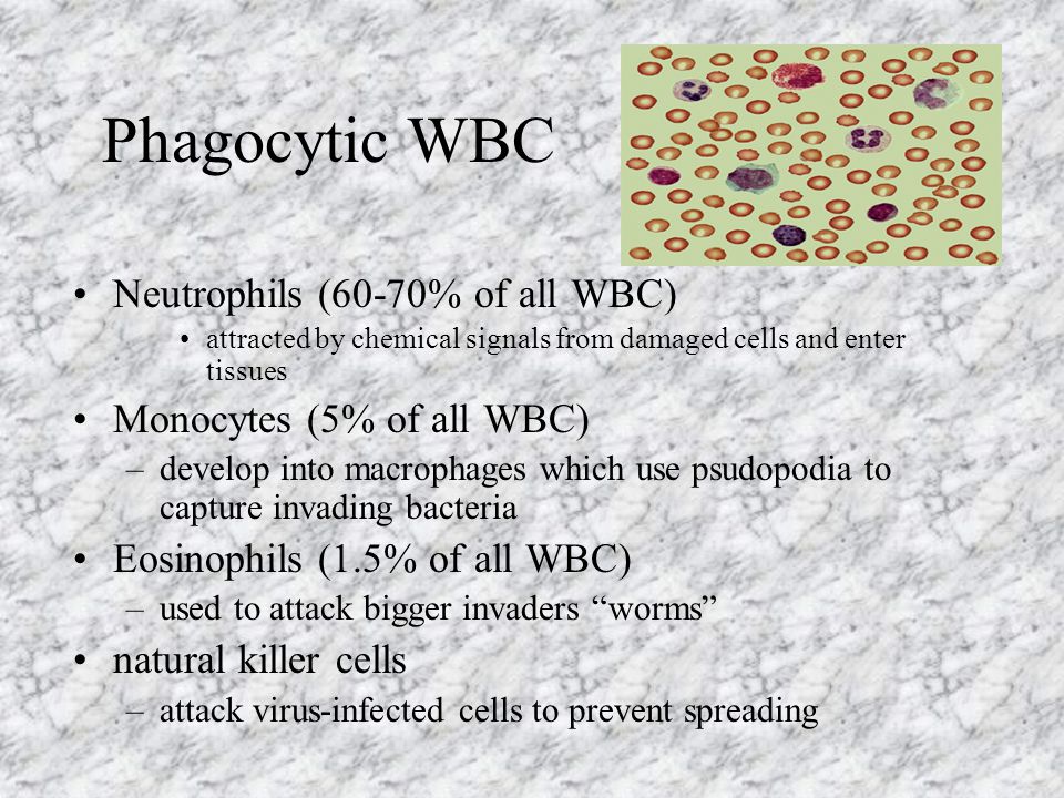 Phagocytic WBC Neutrophils (60-70% of all WBC) attracted by chemical signals from damaged cells and enter tissues Monocytes (5% of all WBC) –develop into macrophages which use psudopodia to capture invading bacteria Eosinophils (1.5% of all WBC) –used to attack bigger invaders worms natural killer cells –attack virus-infected cells to prevent spreading