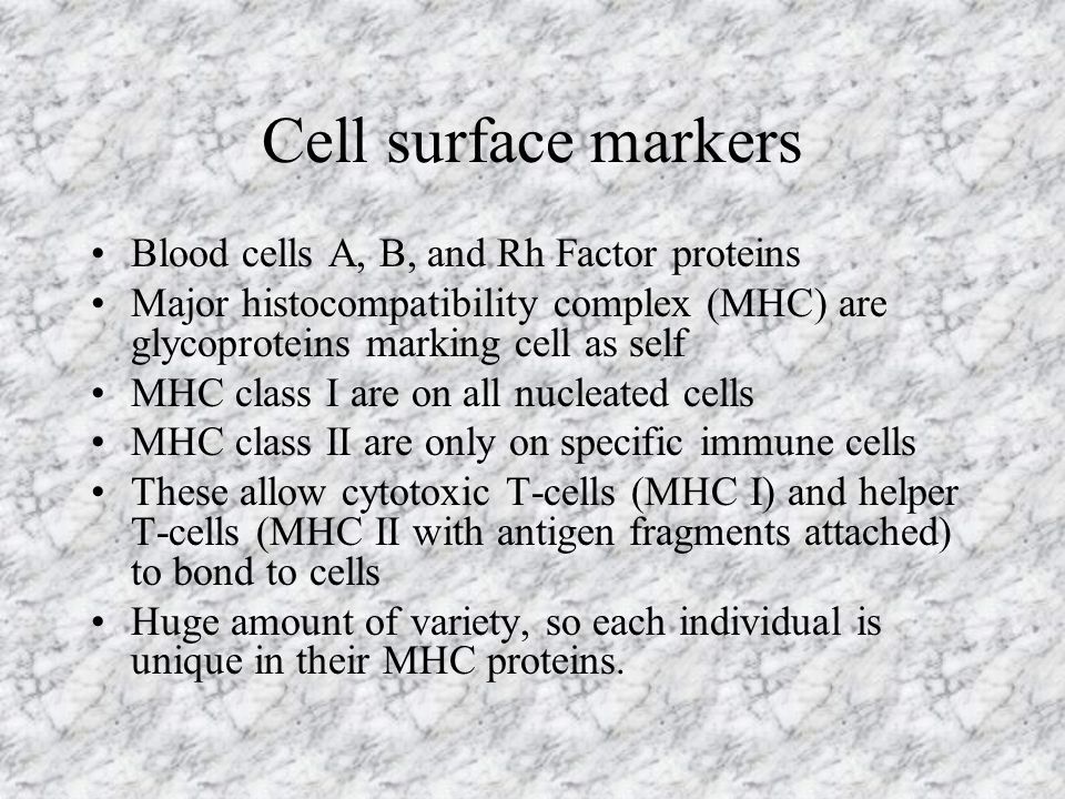 Cell surface markers Blood cells A, B, and Rh Factor proteins Major histocompatibility complex (MHC) are glycoproteins marking cell as self MHC class I are on all nucleated cells MHC class II are only on specific immune cells These allow cytotoxic T-cells (MHC I) and helper T-cells (MHC II with antigen fragments attached) to bond to cells Huge amount of variety, so each individual is unique in their MHC proteins.