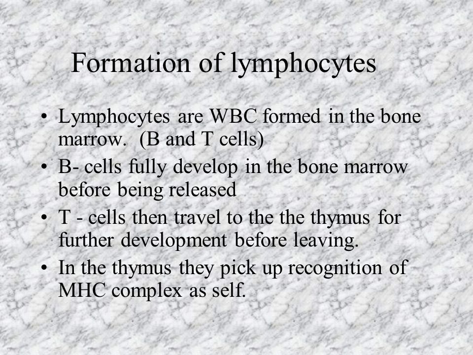 Formation of lymphocytes Lymphocytes are WBC formed in the bone marrow.