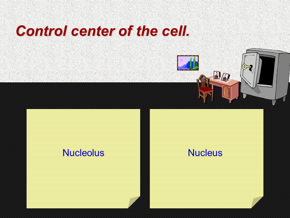 Control center of the cell. NucleolusNucleus