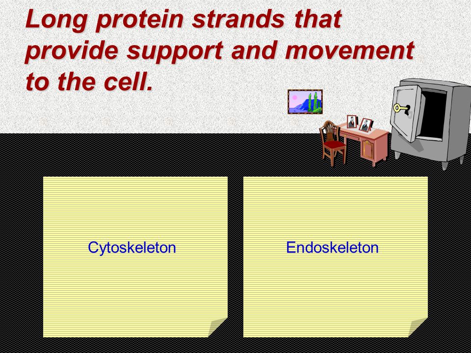 Long protein strands that provide support and movement to the cell. CytoskeletonEndoskeleton