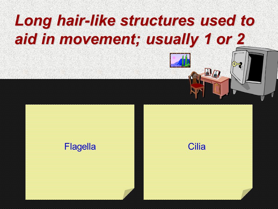Long hair-like structures used to aid in movement; usually 1 or 2 FlagellaCilia