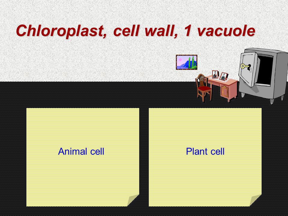 Chloroplast, cell wall, 1 vacuole Animal cellPlant cell