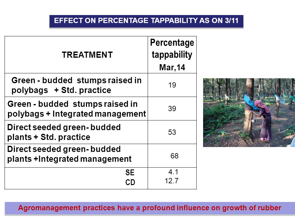 EFFECT ON PERCENTAGE TAPPABILITY AS ON 3/11 Agromanagement practices have a profound influence on growth of rubber TREATMENT Percentage tappability Mar,14 Green - budded stumps raised in polybags + Std.