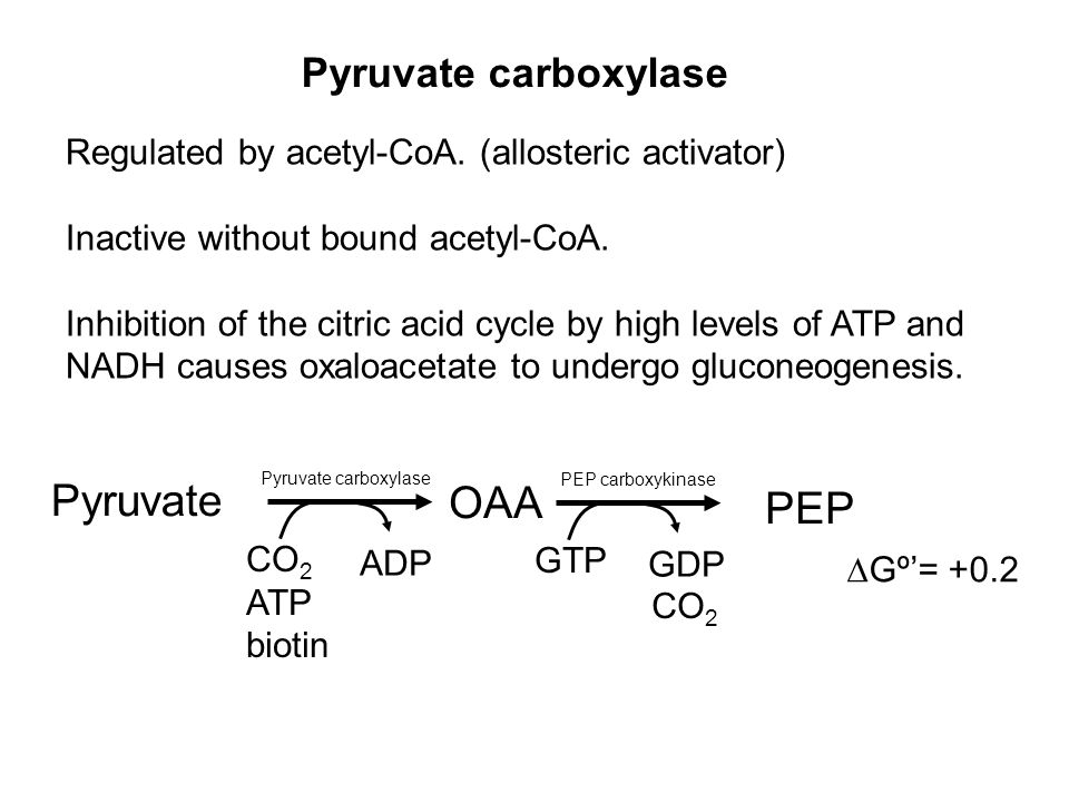 Pyruvate carboxylase Regulated by acetyl-CoA.