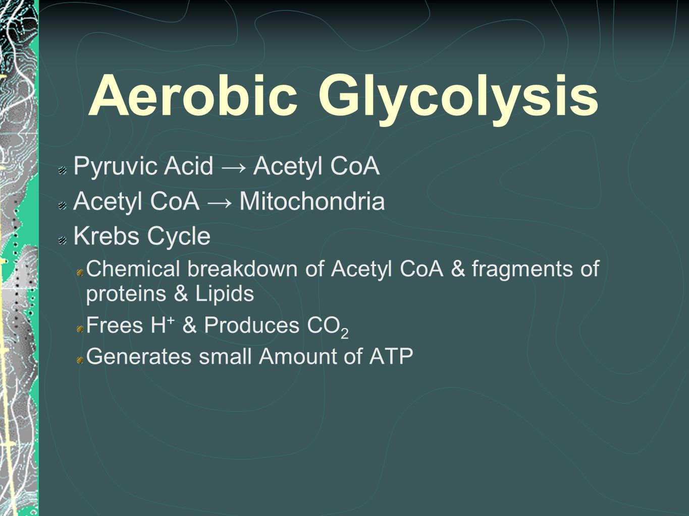 Aerobic Glycolysis Pyruvic Acid → Acetyl CoA Acetyl CoA → Mitochondria Krebs Cycle Chemical breakdown of Acetyl CoA & fragments of proteins & Lipids Frees H + & Produces CO 2 Generates small Amount of ATP
