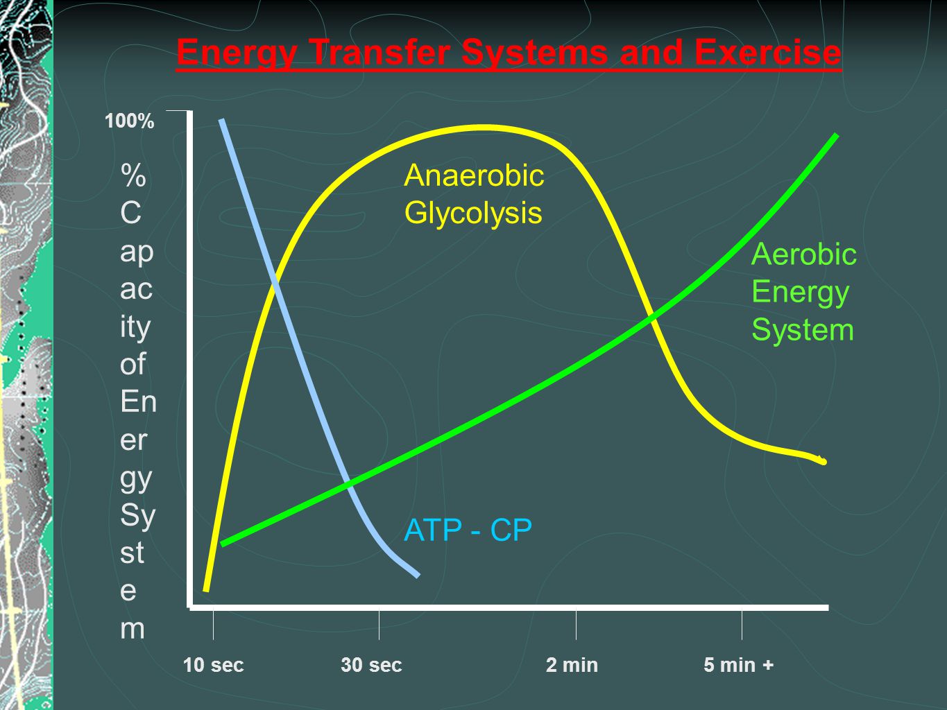 100% % C ap ac ity of En er gy Sy st e m 10 sec30 sec2 min5 min + Energy Transfer Systems and Exercise Aerobic Energy System Anaerobic Glycolysis ATP - CP