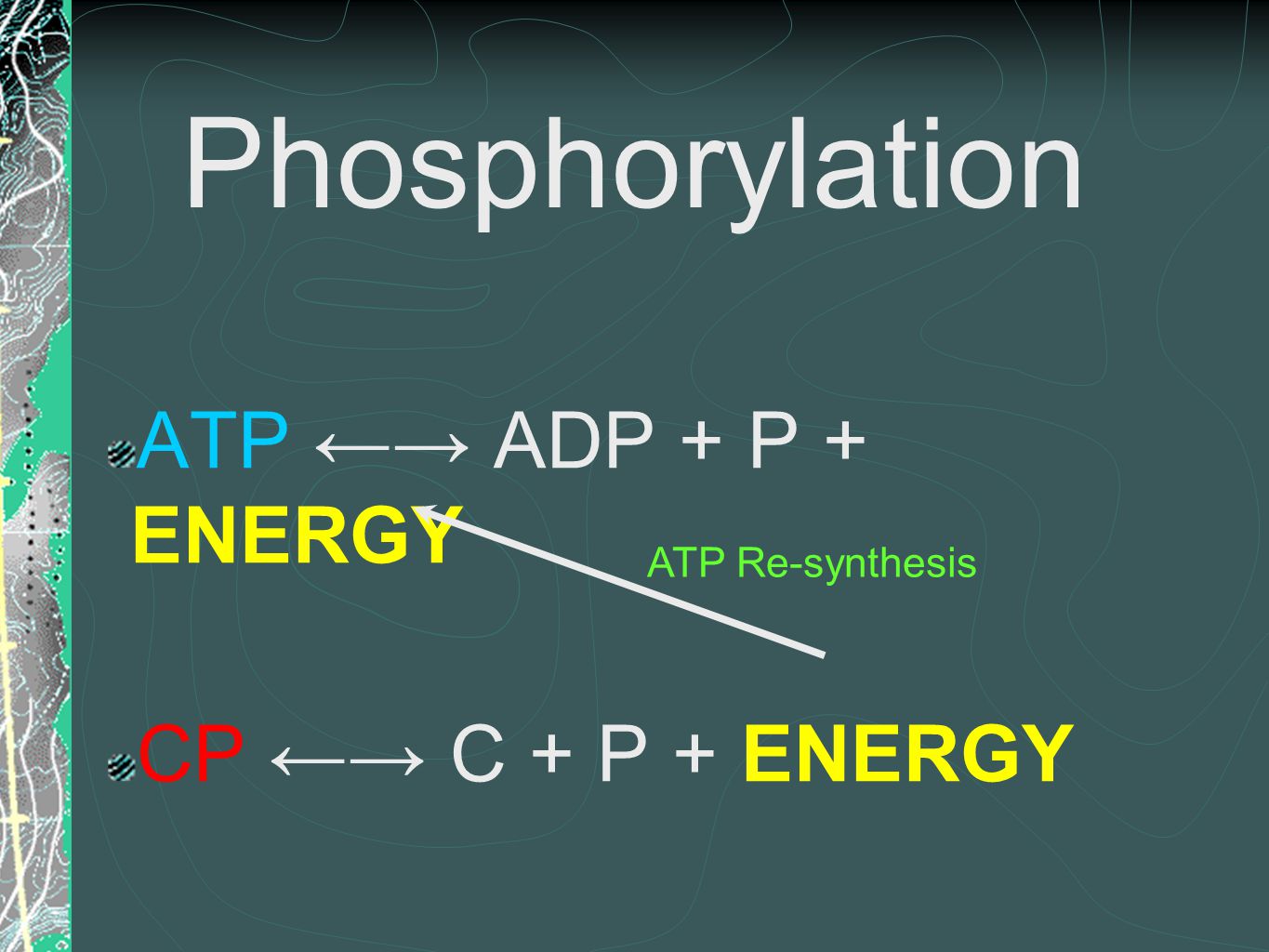 Phosphorylation ATP ←→ ADP + P + ENERGY CP ←→ C + P + ENERGY ATP Re-synthesis