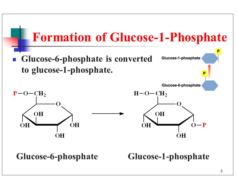 5 Formation of Glucose-1-Phosphate Glucose-6-phosphate is converted to gluc...