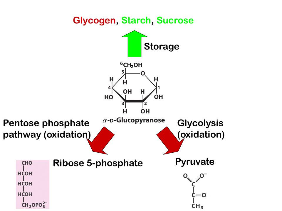 Storage Pentose phosphate pathway (oxidation) Glycolysis (oxidation) Glycogen, Starch, Sucrose Pyruvate Ribose 5-phosphate
