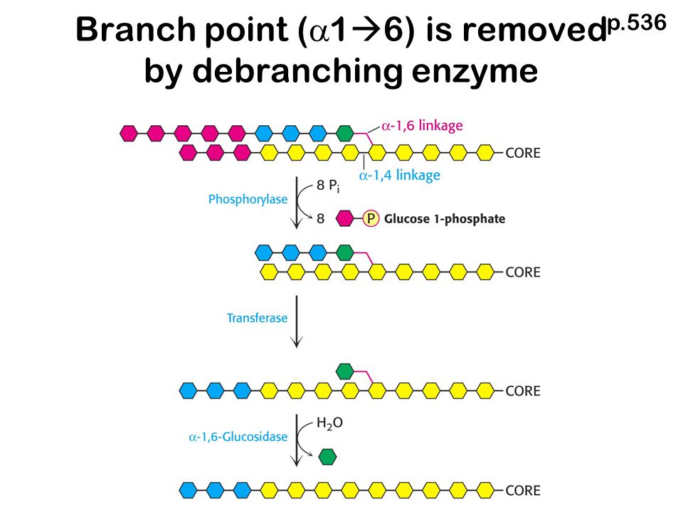 Branch point (  1  6) is removed by debranching enzyme p.536