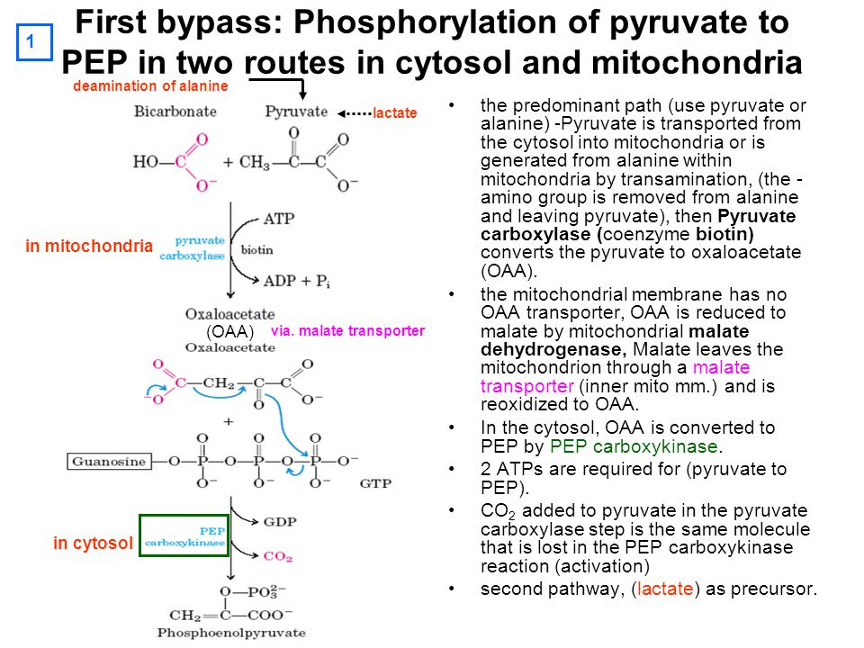 First bypass: Phosphorylation of pyruvate to PEP in two routes in cytosol and mitochondria the predominant path (use pyruvate or alanine) -Pyruvate is transported from the cytosol into mitochondria or is generated from alanine within mitochondria by transamination, (the - amino group is removed from alanine and leaving pyruvate), then Pyruvate carboxylase (coenzyme biotin) converts the pyruvate to oxaloacetate (OAA).