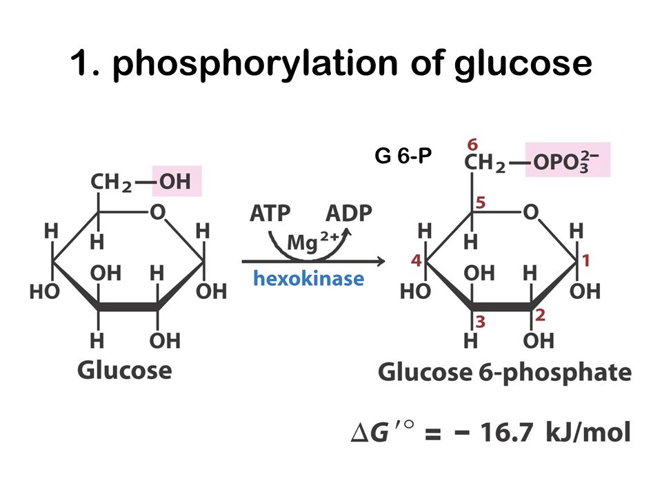 1. phosphorylation of glucose G 6-P