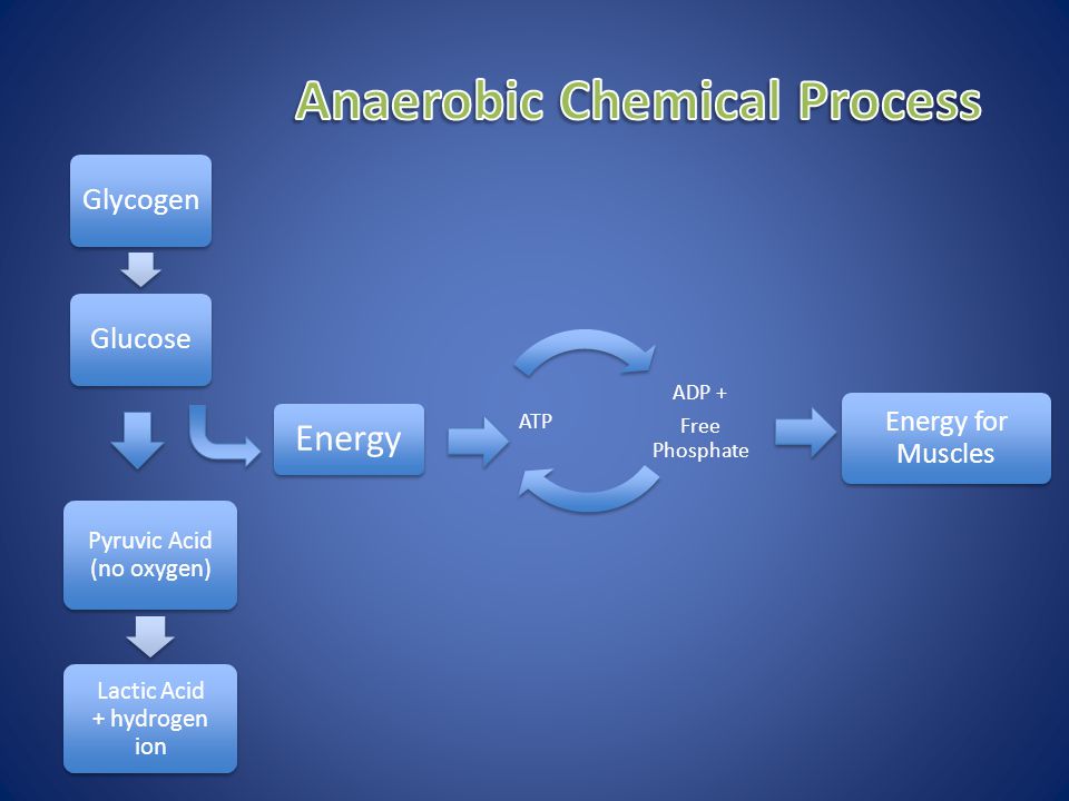 ADP + Free Phosphate ATP Energy Energy for Muscles GlycogenGlucose Pyruvic Acid (no oxygen) Lactic Acid + hydrogen ion