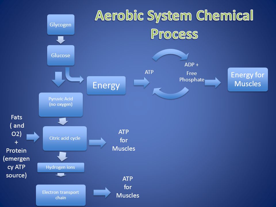 ADP + Free Phosphate ATP Energy Energy for Muscles GlycogenGlucose Pyruvic Acid (no oxygen)Citric acid cycle Hydrogen ions Electron transport chain ATP for Muscles Fats ( and O2) + Protein (emergen cy ATP source) ATP for Muscles