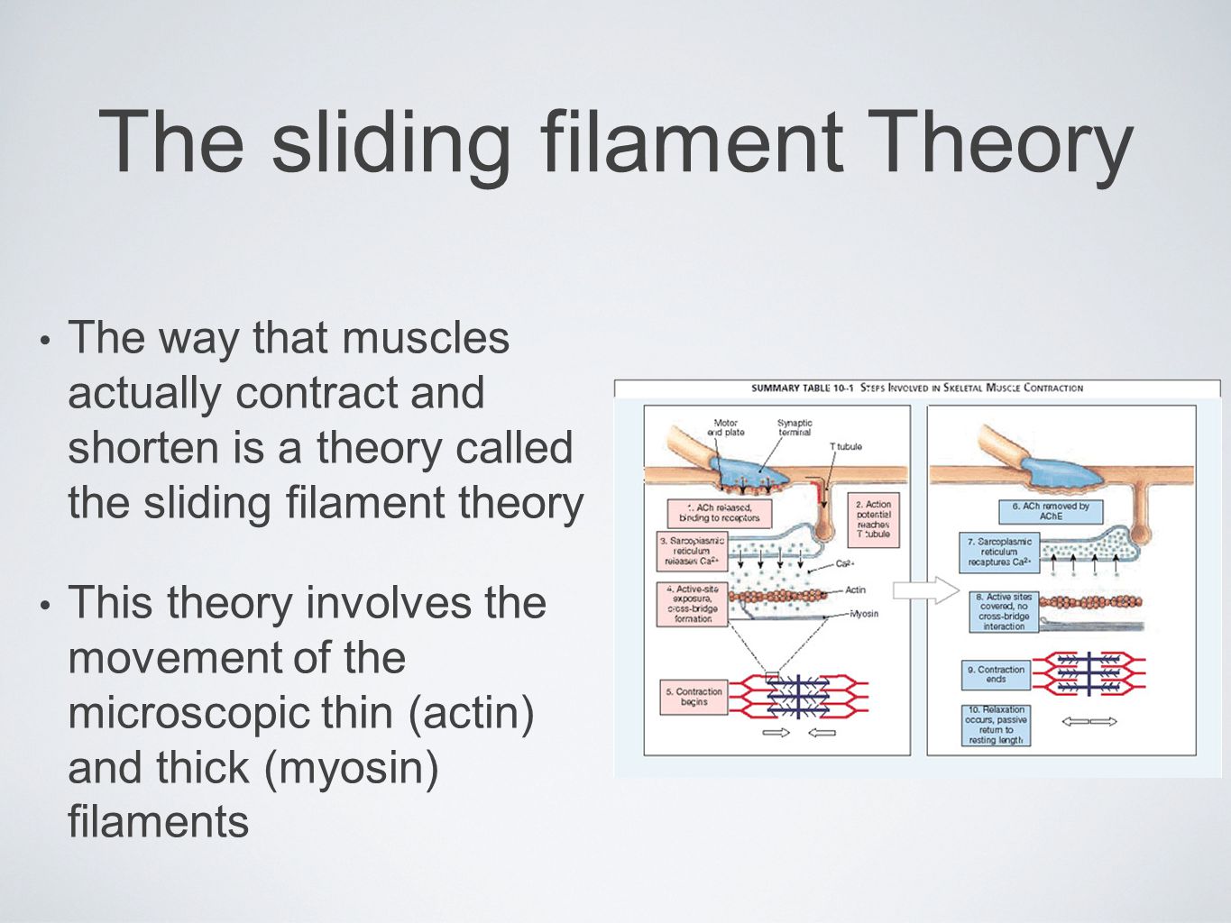 Mechanism of muscle contraction. The sliding filament Theory The way that  muscles actually contract and shorten is a theory called the sliding  filament. - ppt download