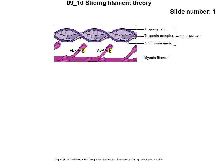 09_10 Sliding filament theory Slide number: 1 Copyright © The McGraw-Hill Companies, Inc.