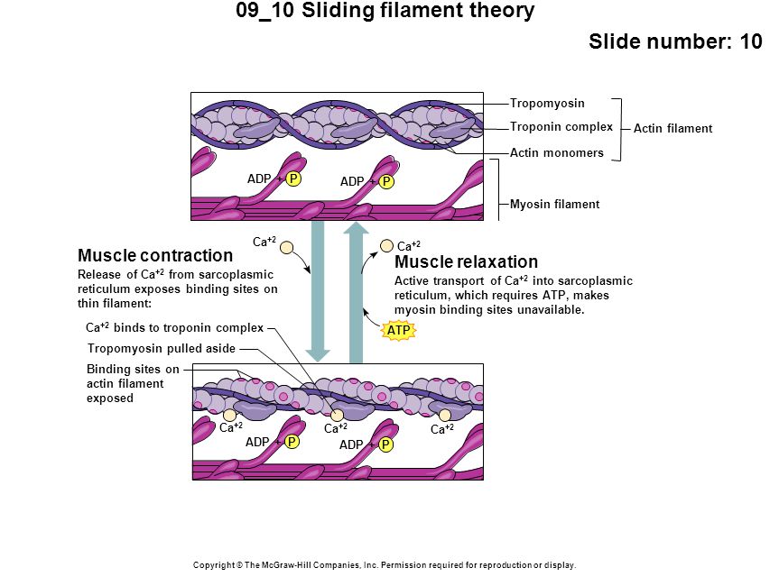 09_10 Sliding filament theory Slide number: 10 Copyright © The McGraw-Hill Companies, Inc.
